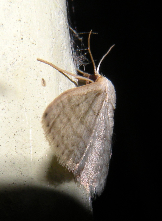 Scopula o Idaea?  Idaea subsericeata